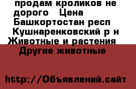 продам кроликов не дорого › Цена ­ 1 500 - Башкортостан респ., Кушнаренковский р-н Животные и растения » Другие животные   